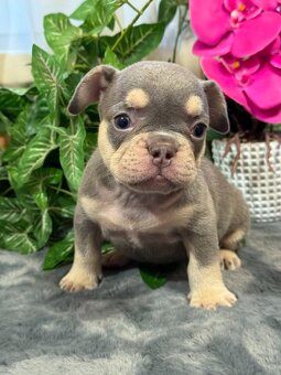 Francúzsky buldoček,buldog,bulldog krásne farby - 7