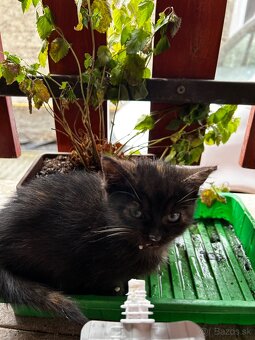 🐾 Dve zachránené mačičky hľadajú spoločný domov 🐾 - 7