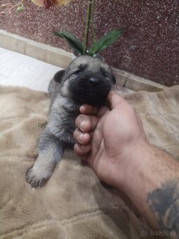 nemecky ovčiak šteniatka - 7