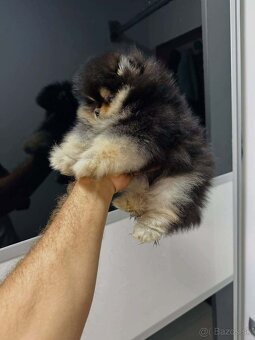 Pomeranian mini - 7