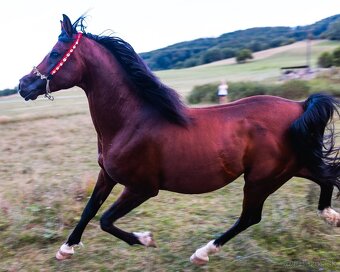 Pripúšťanie arabský plnokrvník - 7