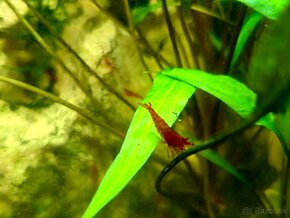 Krevety - neocaridina davidi - 7