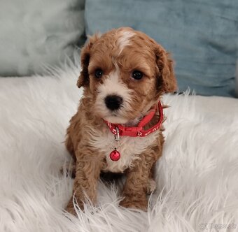 Cavapoo - 7