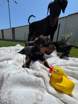 Dobermann - 7