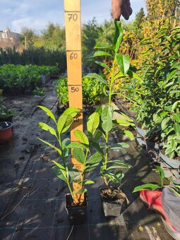 Vavrinovec cervienka - 7