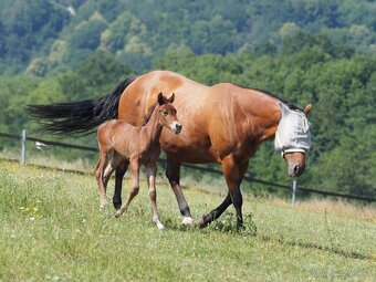 2,5 ročná Quarter Horse kobylka - 7