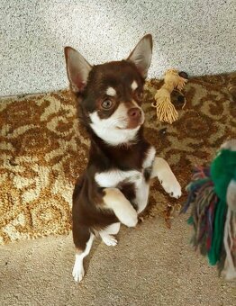 Čivava čokoládová  ‐    fenka - 7