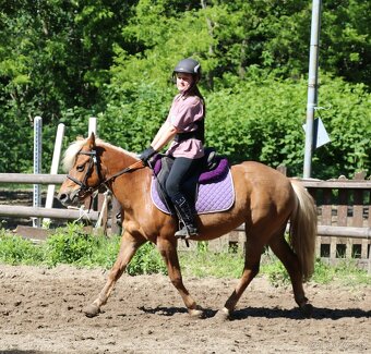 Predám pony kobylku - 7