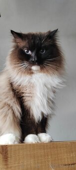 Predám Ragdoll - 7