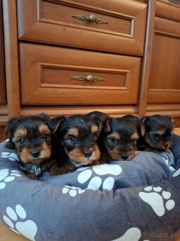 Yorkshirsky terier York - 7