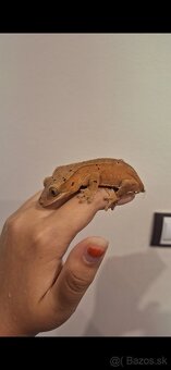 Pagekon riasnatý ( Correlophus ciliatus) - 7