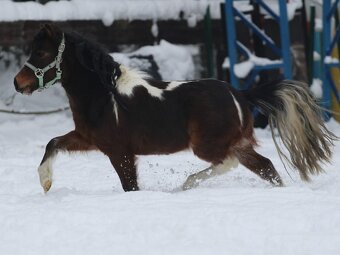 Belgický miniatúrny poník - 7