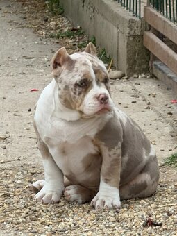Na predaj American Bully - 7