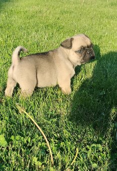 Šteniatka mops X francúzsky buldog - 7