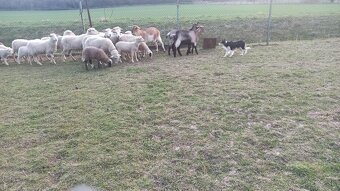 Šteňatá Border Kólia - 7
