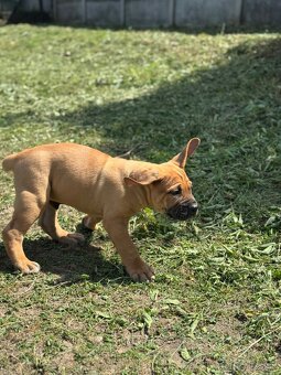 Boerboel - štěňátko pejsek - 7
