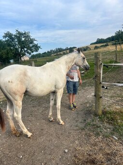 Kobyla 3 ročná - 7