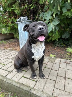 Staford šteniatka. - 7