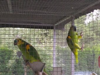 Amazoňan modročelý xanthopteryx. - 7