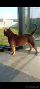 American bully Pocket / Standard s PP - 7