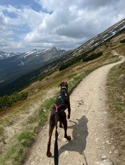 Postroj Non-stop dogwear - 7