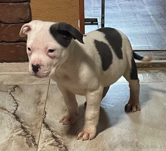 Americký stafordšírsky teriér, Staford - 7