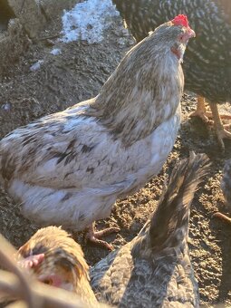 Araukana kohut 5 kusov - 7