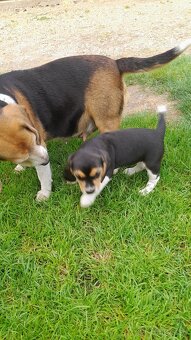 Beagle - 7