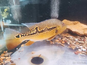 creinicichla zebrina+mix - 7