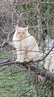 Mainské mývalie mačiatka s rodokmeňom.
- 7