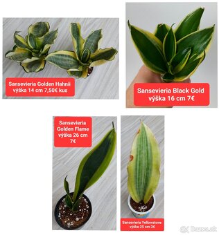 Predám izbové rastliny - 7