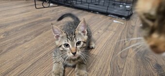 Mačiatka na adopciu - 7