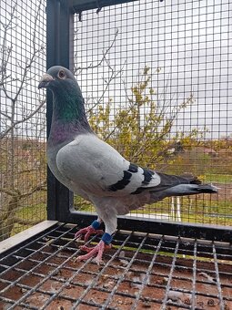 Poštové holuby - 7