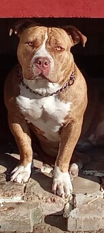 American bully - 7