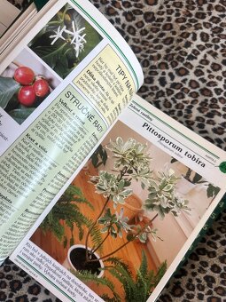 Izbové kvetiny od A do Z - 7