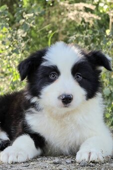 Border Collie, kolia - 7