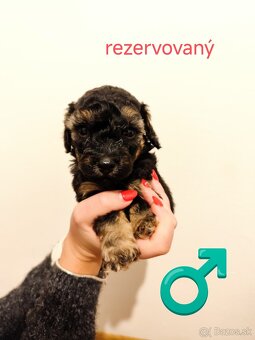 Pudel trpasličí - 7