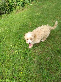 Maltipoo - 7