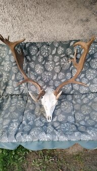 Predám trofej strieborný Daniel.  Parožie zhody trofeje. - 7