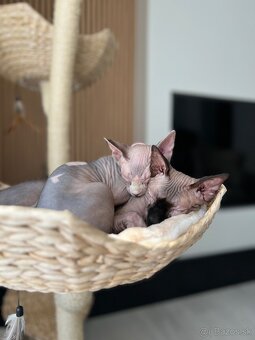 Mačička sphynx - 7