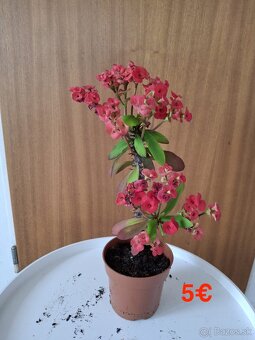Mix izbových rastlín: Tučnolist, Prýštec, Euphorbia - 7