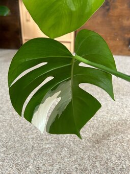 Monstera (revert) albo variegata - 7