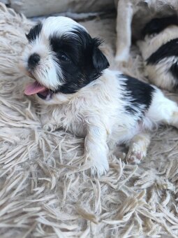 Predám šteniatka Shi-tzu ši-cu šicu shihtzu - 7