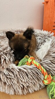 Pomeranian - 7
