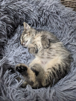 maly tigrik Imro - 7