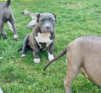 American Bully s PP - 7