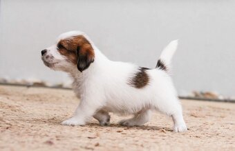 Jack russel teriér s PP - 7
