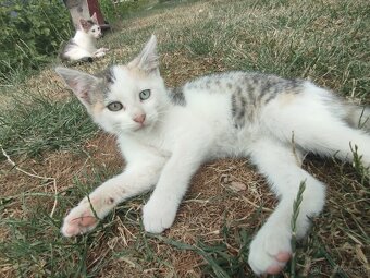 🐾 Darujem krásne mačiatka do dobrých rúk (2 mesačné) 🐾 - 7