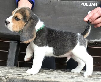 Bígel Beagle Bigl s PP FCI - 7