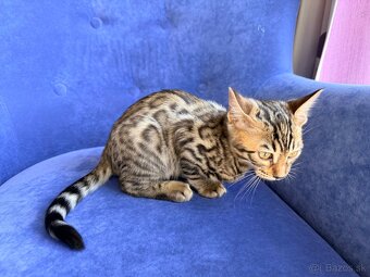 Bengal Cat mačiatka s PP - 7